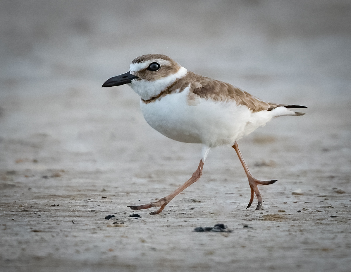 Wilson's Plover - Owen Deutsch Photography