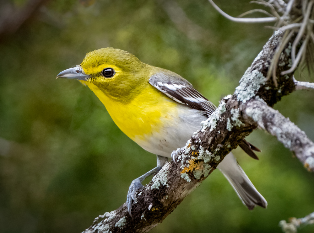 Yellow-throated Vireo - Owen Deutsch Photography