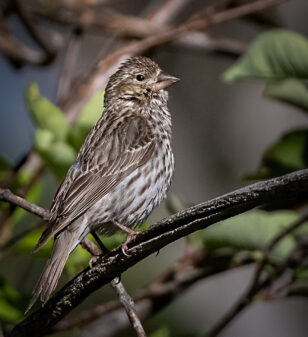 Cassin's Finch