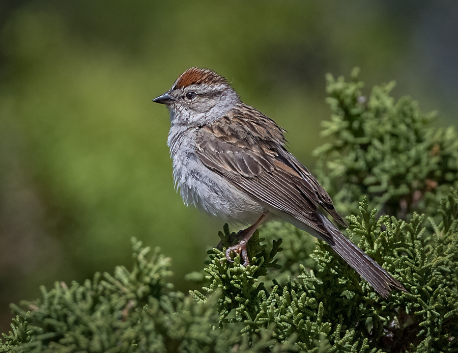 Chipping Sparrow - Owen Deutsch Photography