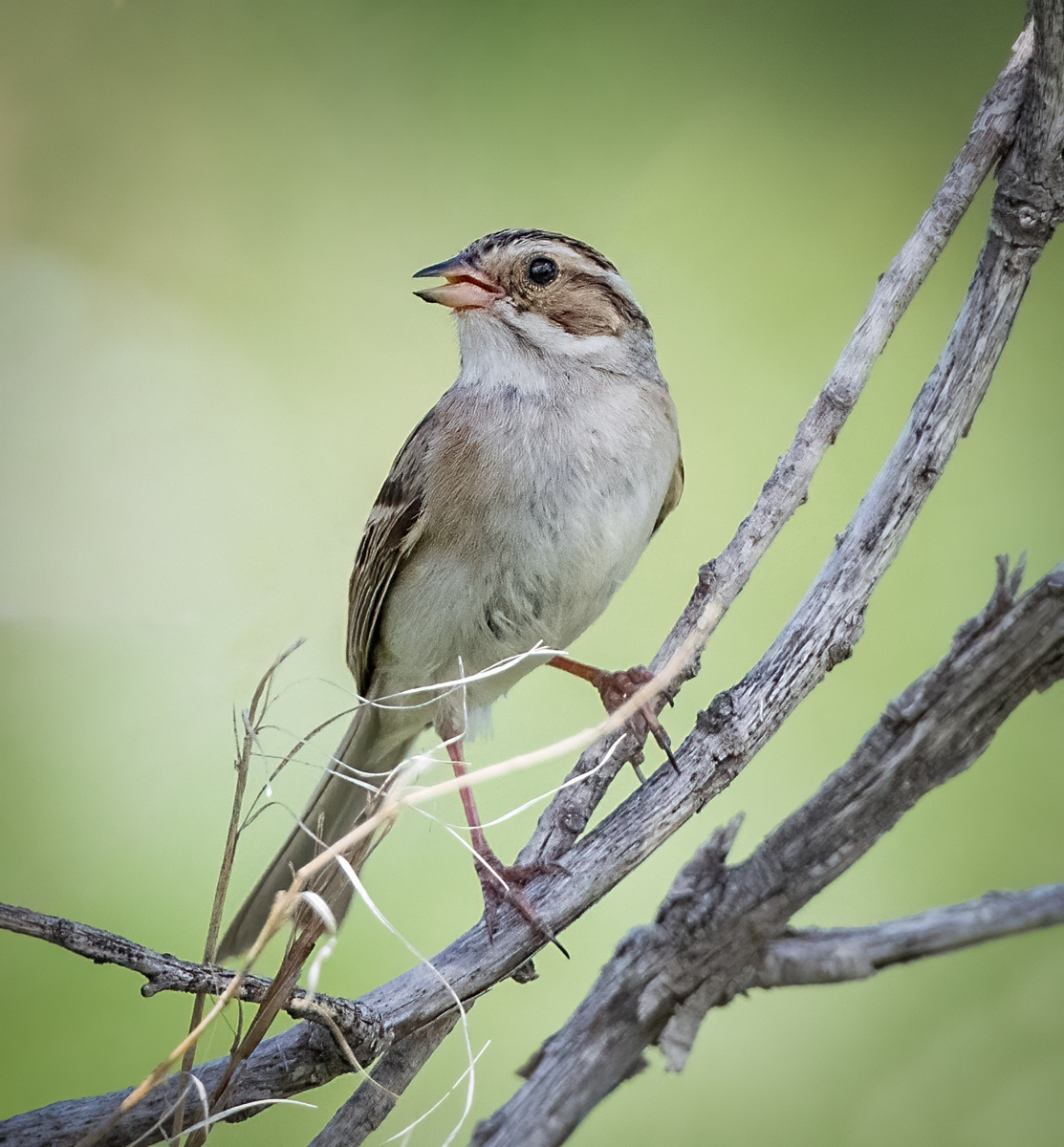 Clay-colored Sparrow - Owen Deutsch Photography