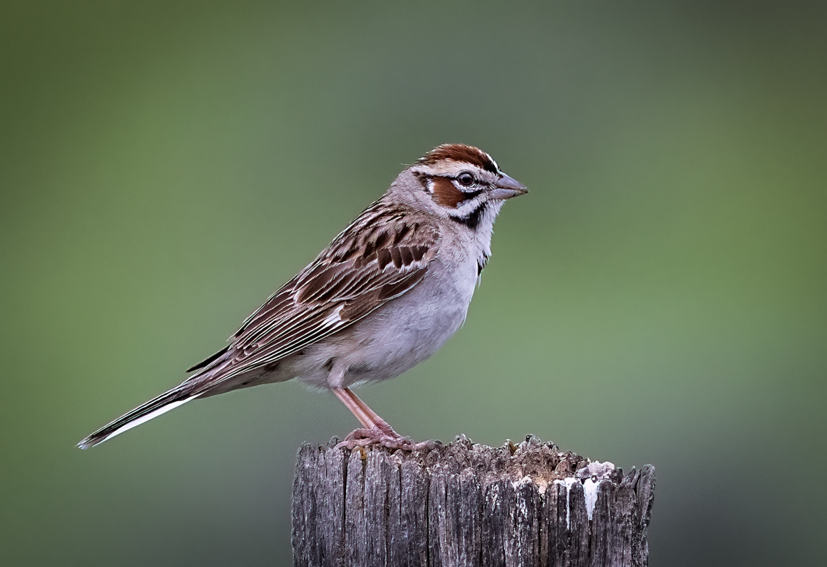 Lark Sparrow - Owen Deutsch Photography