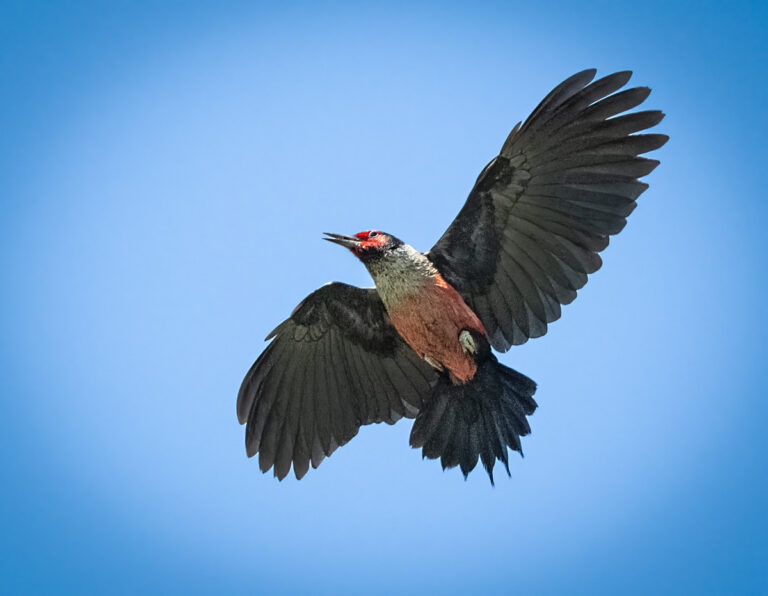 Lewis's Woodpecker - Owen Deutsch Photography