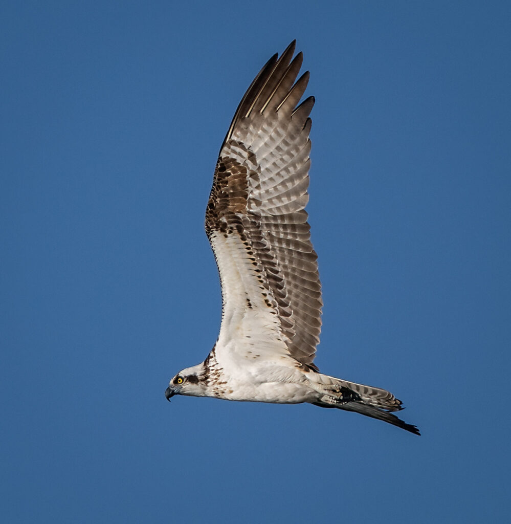 Osprey - Owen Deutsch Photography