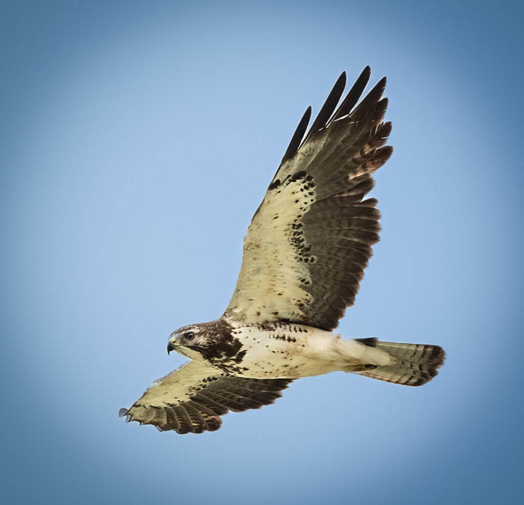 Swainson's Hawk - Owen Deutsch Photography