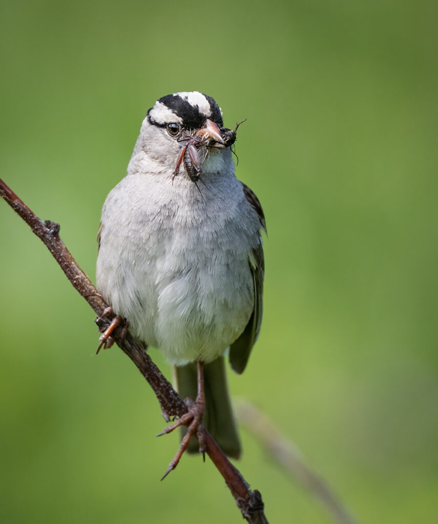 White-crowned Sparrow - Owen Deutsch Photography