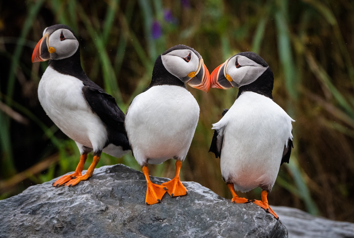 Horned, Tufted, and Atlantic Puffins