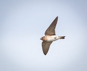 Cliff Swallow