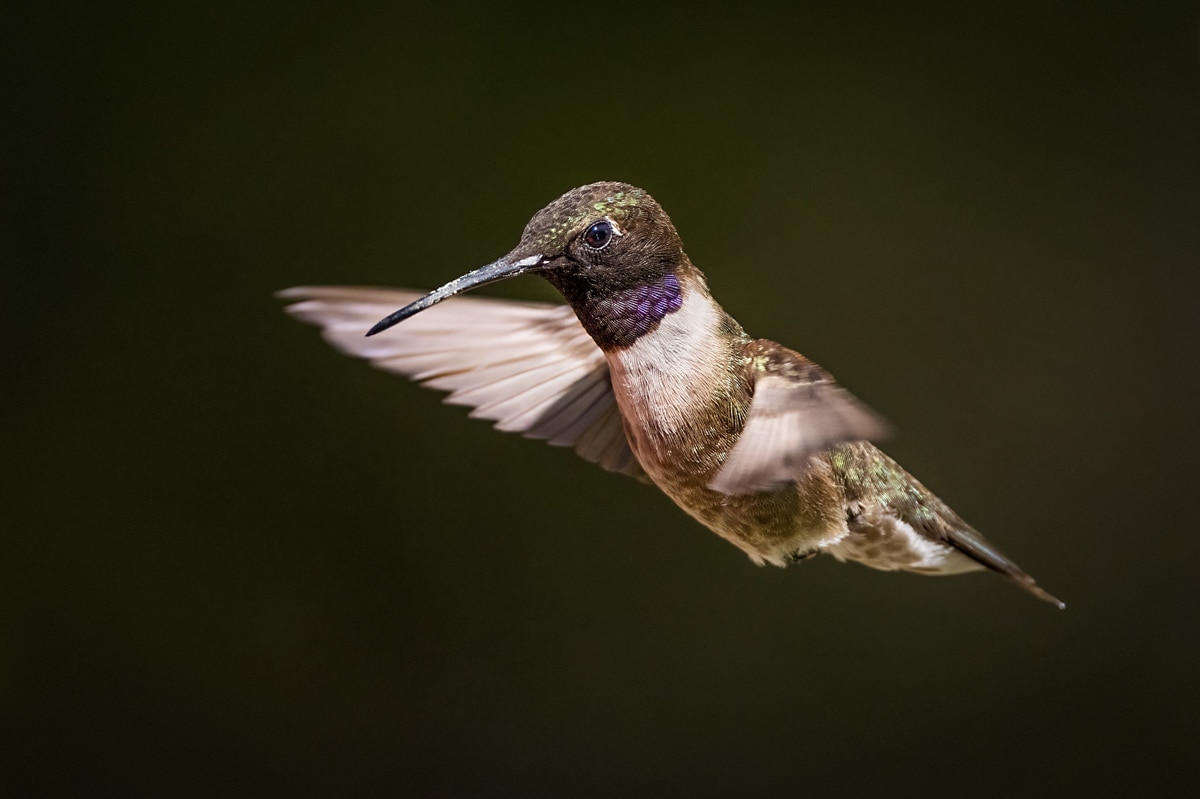 Black-chinned Hummingbird | Hummingbird | Birding