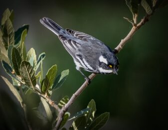 Black-throated Grey Warbler