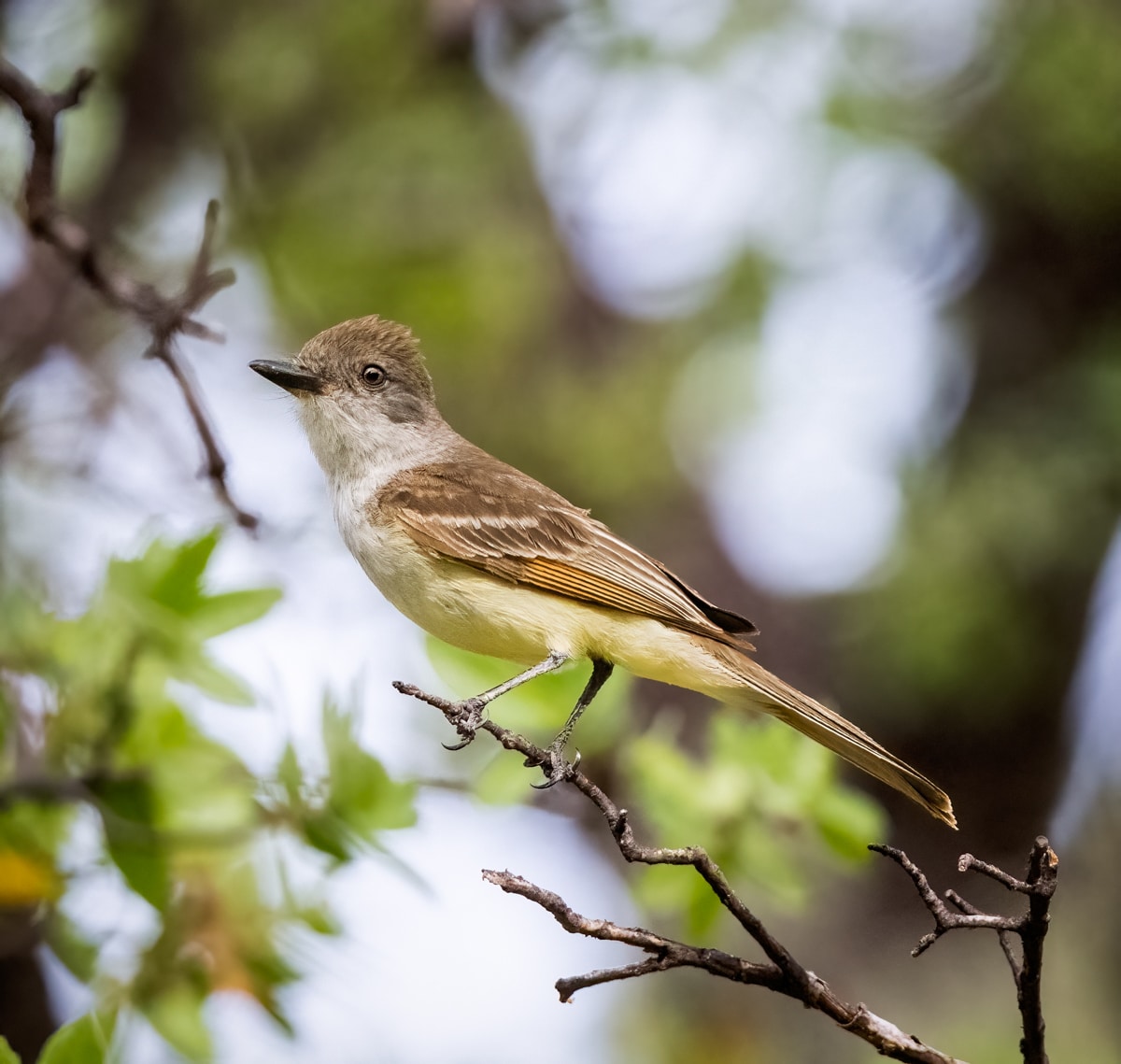 Dusky-capped Flycatcher - Owen Deutsch Photography