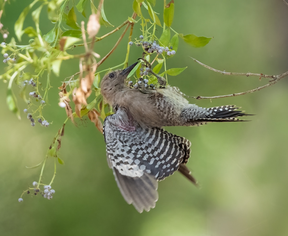 Gila Woodpecker - Owen Deutsch Photography