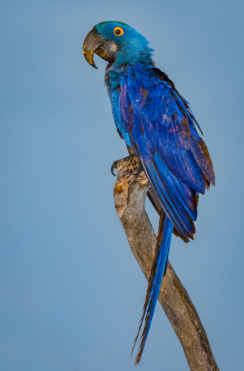 Back in Brazil – Rare Macaws: The Blue Birds of Brazil