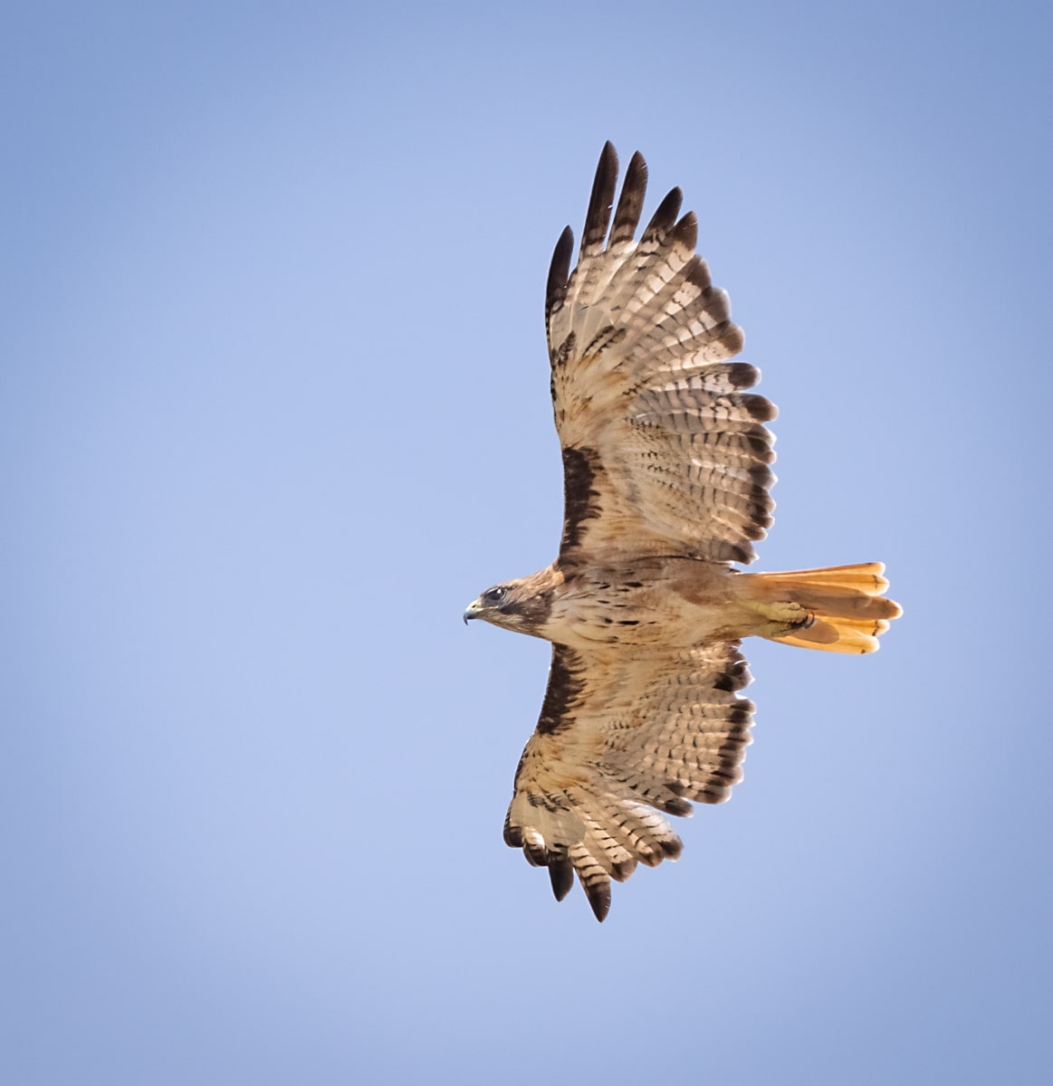 Red-tailed Hawk - Owen Deutsch Photography