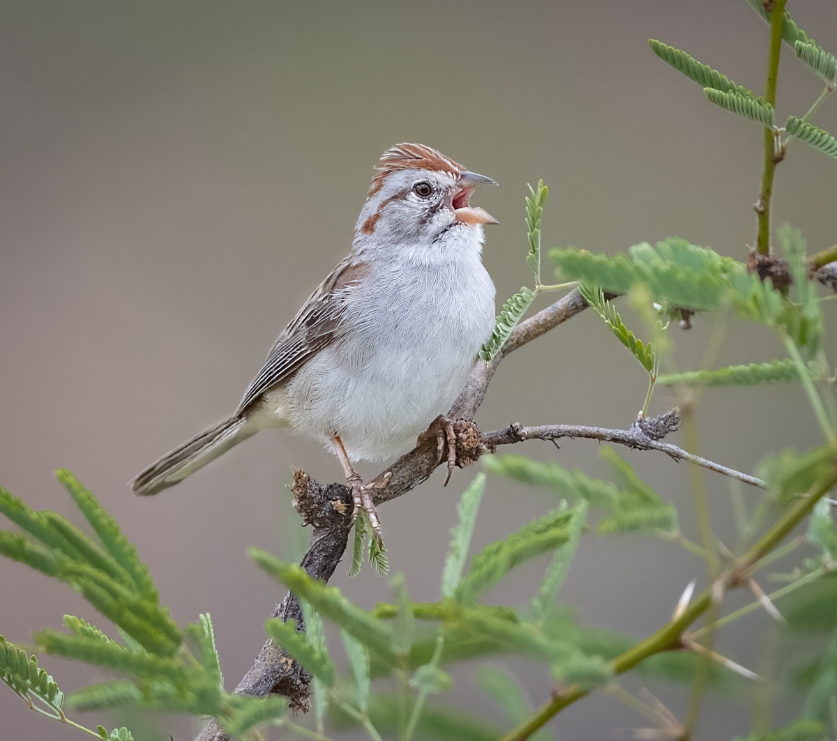 Rufous-winged Sparrow - Owen Deutsch Photography