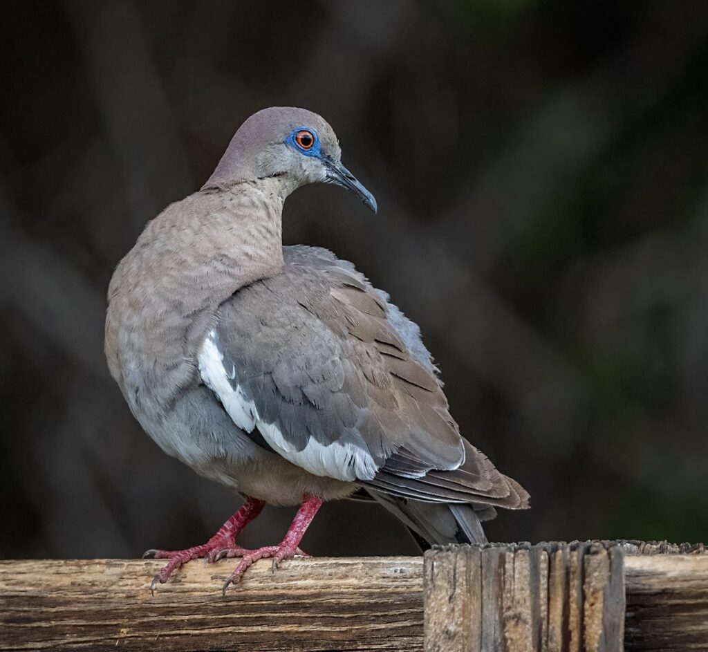 Whitewinged Dove Owen Deutsch Photography