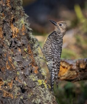 Williamson's Sapsucker