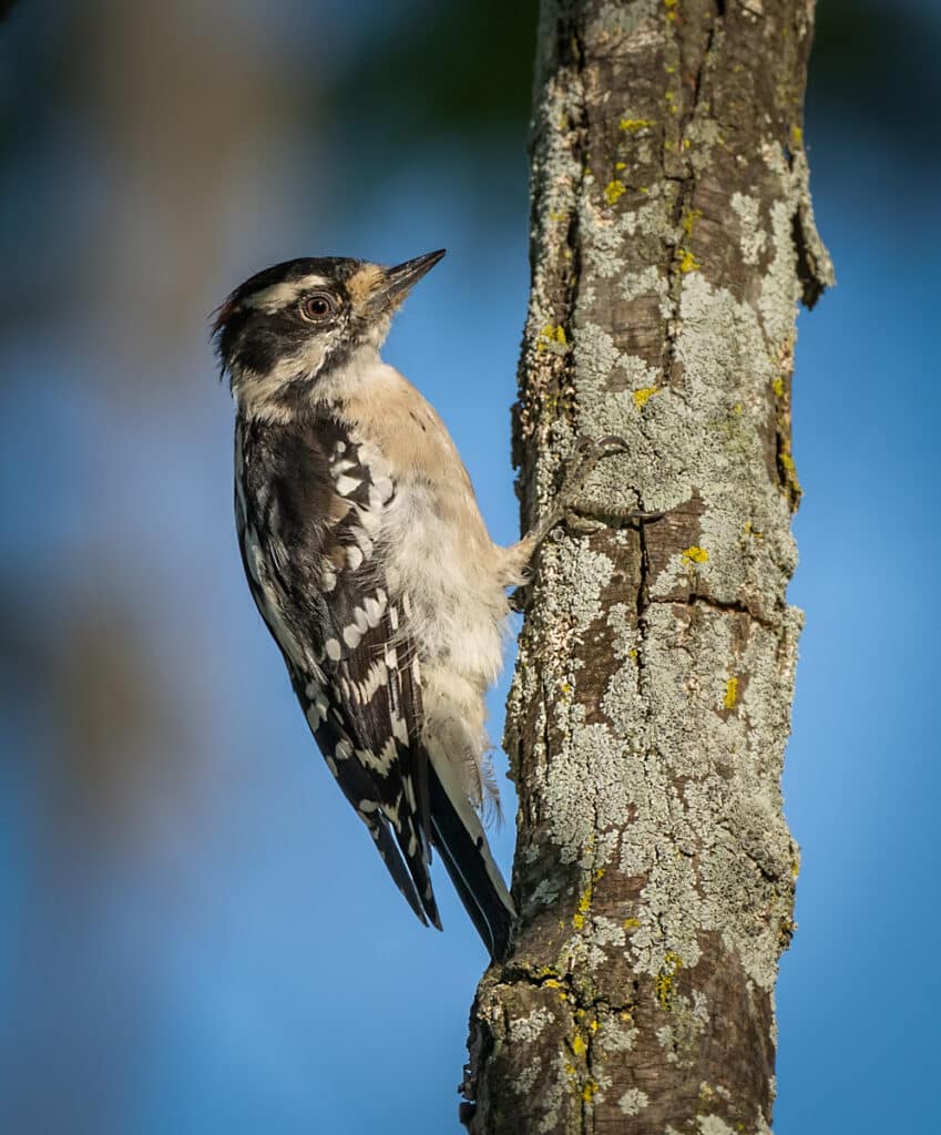 Downy Woodpecker Owen Deutsch Photography