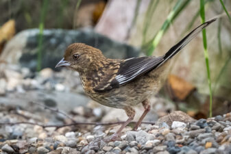 Eastern Towhee