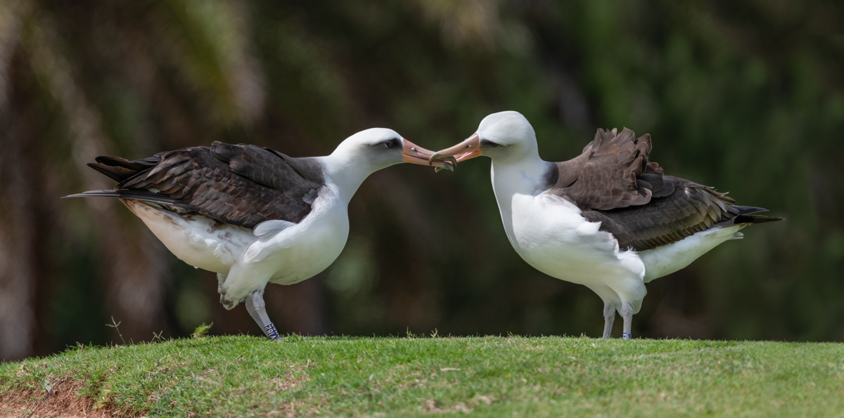Getting to Know the Laysan Albatross