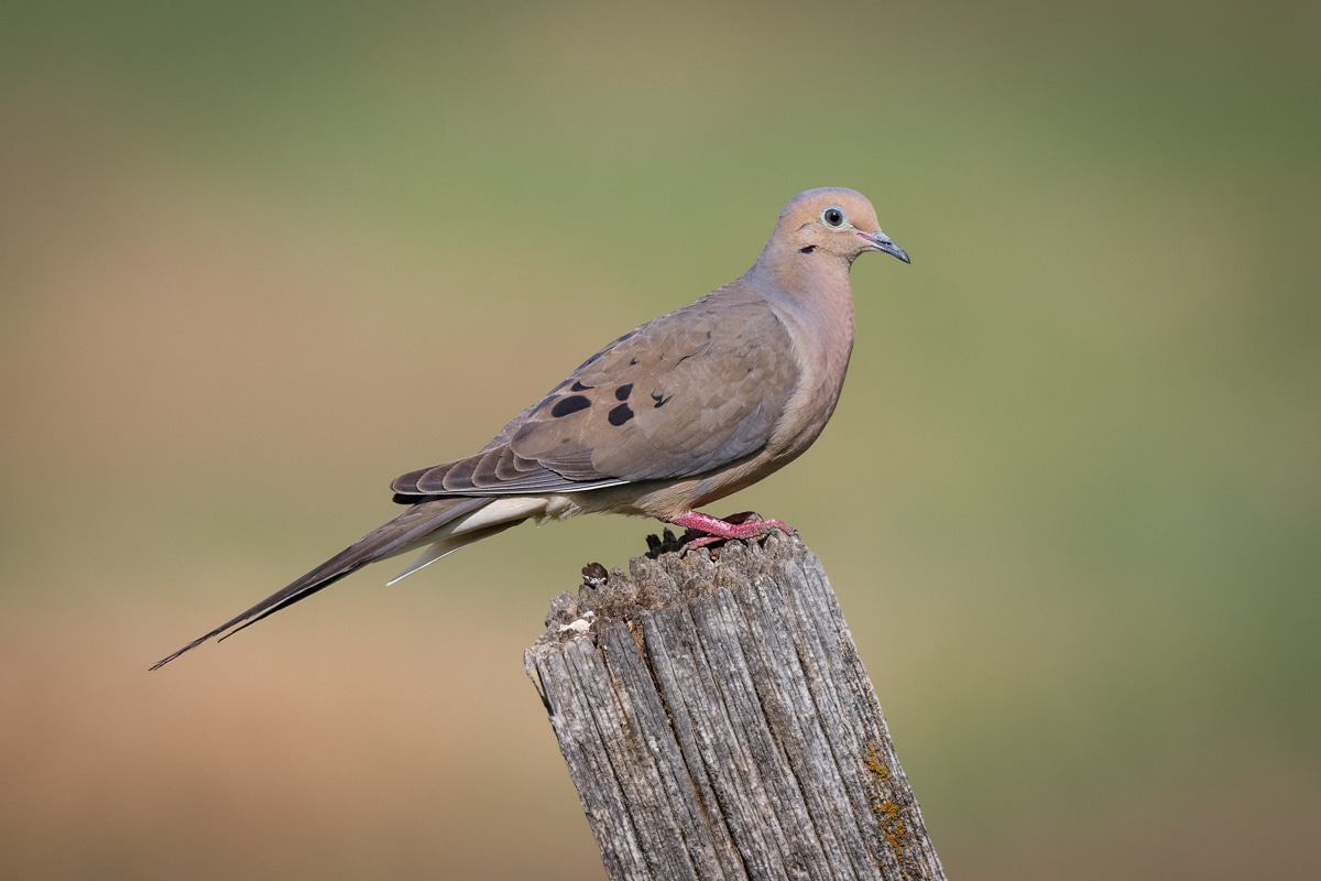 Mourning Dove - Owen Deutsch Photography