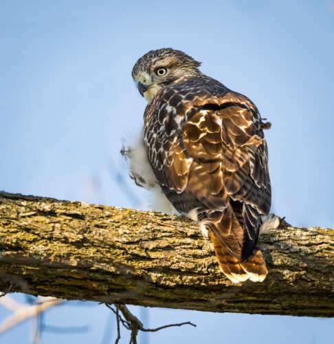 Red-tailed Hawk - Owen Deutsch Photography