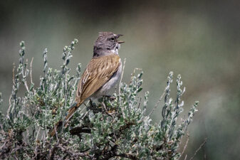 Sagebrush Sparrow