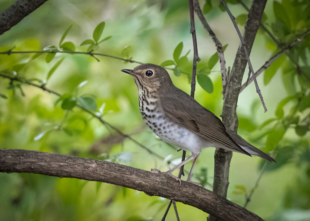 Swainson's Thrush - Owen Deutsch Photography