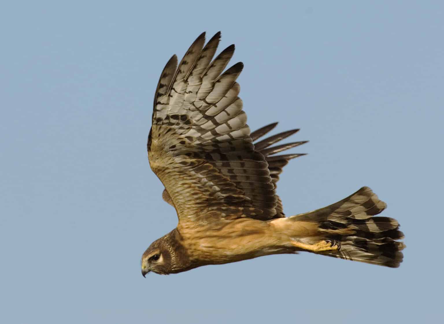 Fall Migration at Montrose Point Bird Sanctuary - Owen Deutsch Photography