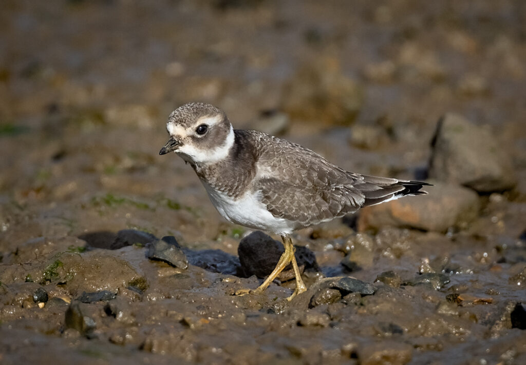 Common Ringed Plover - Owen Deutsch Photography