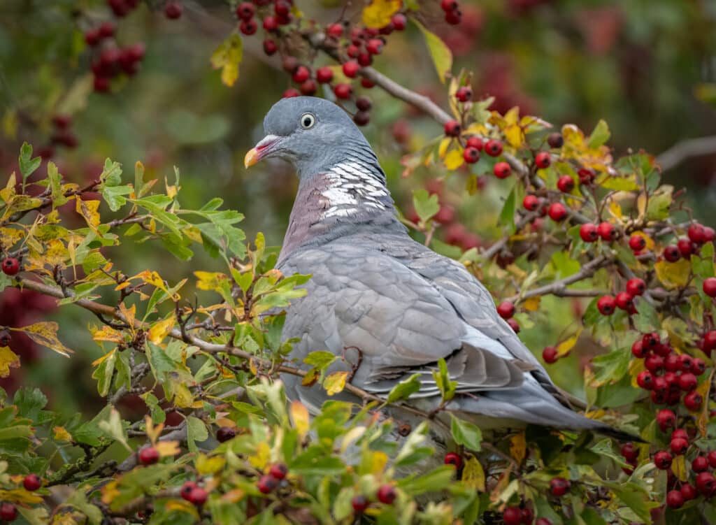 Common WoodPigeon Owen Deutsch Photography
