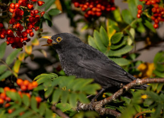 Eurasian Blackbird