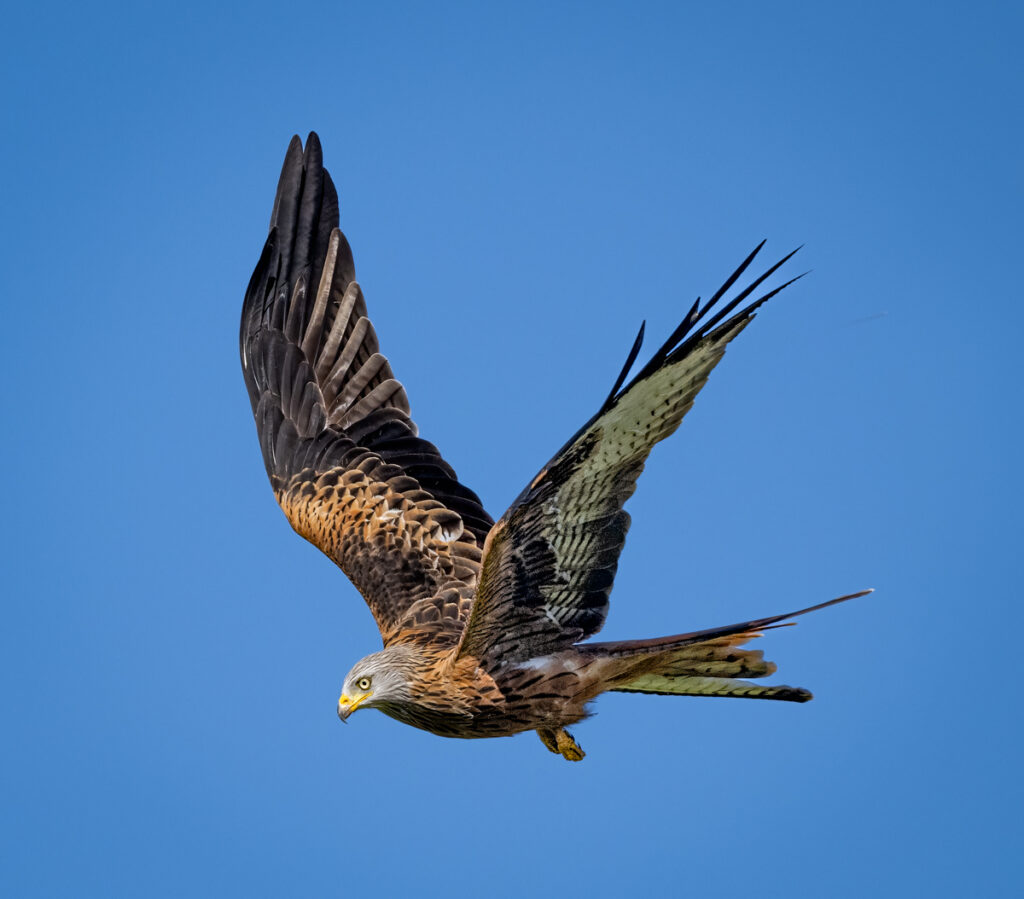 Red Kite - Owen Deutsch Photography