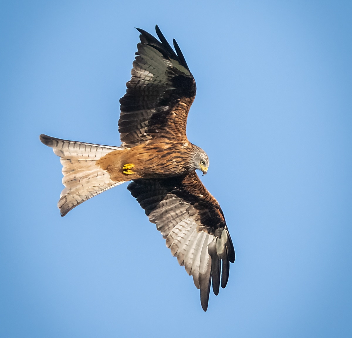 Red Kite Owen Deutsch Photography Red Kite Owen Deutsch Photography