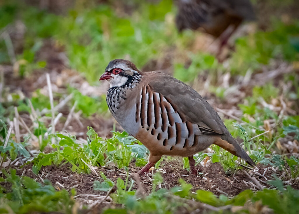 Red-legged Partridge - Owen Deutsch Photography