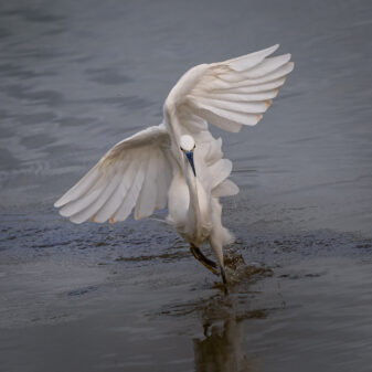 Little Egret