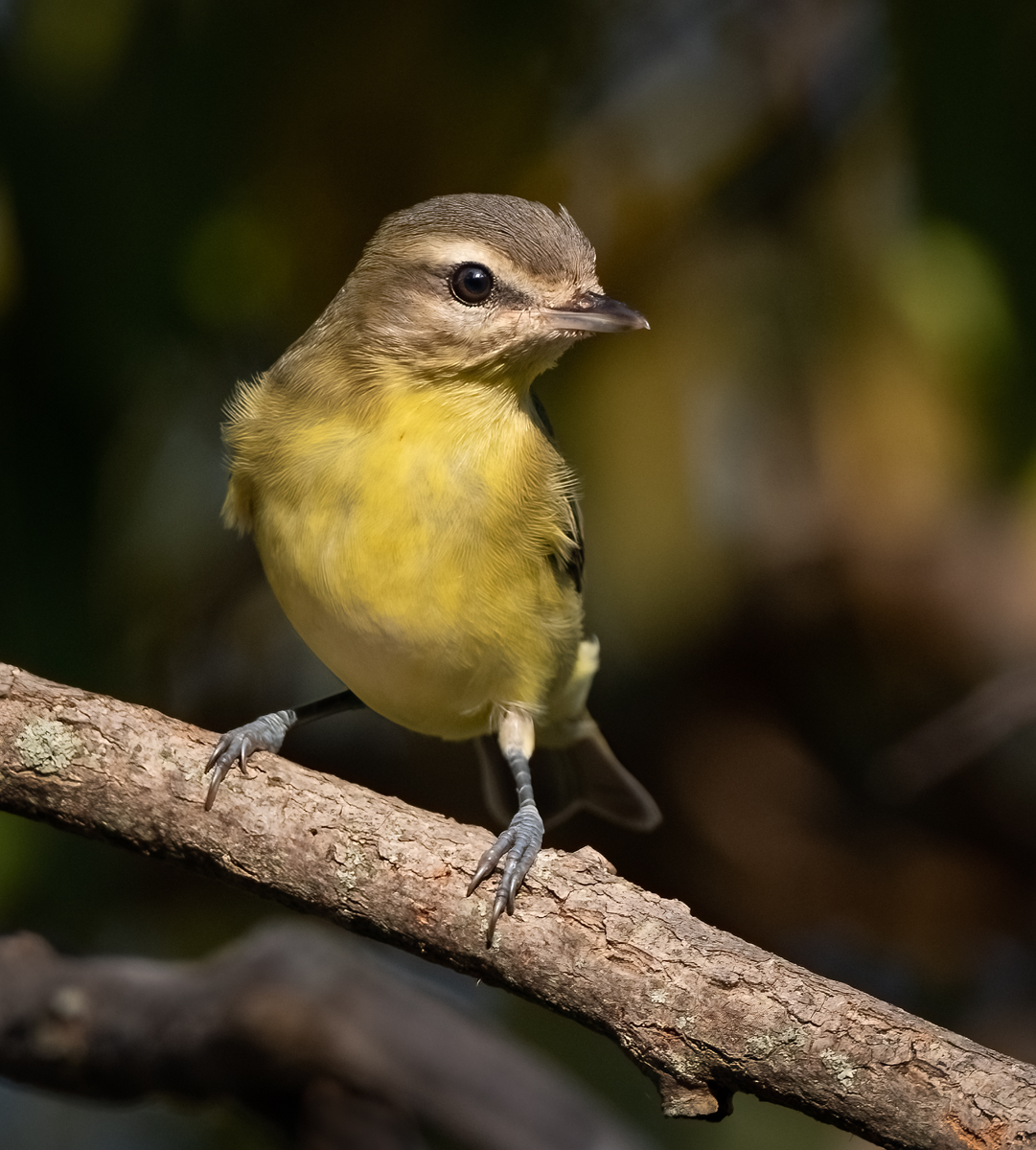Top Tips for Backyard Bird Photography