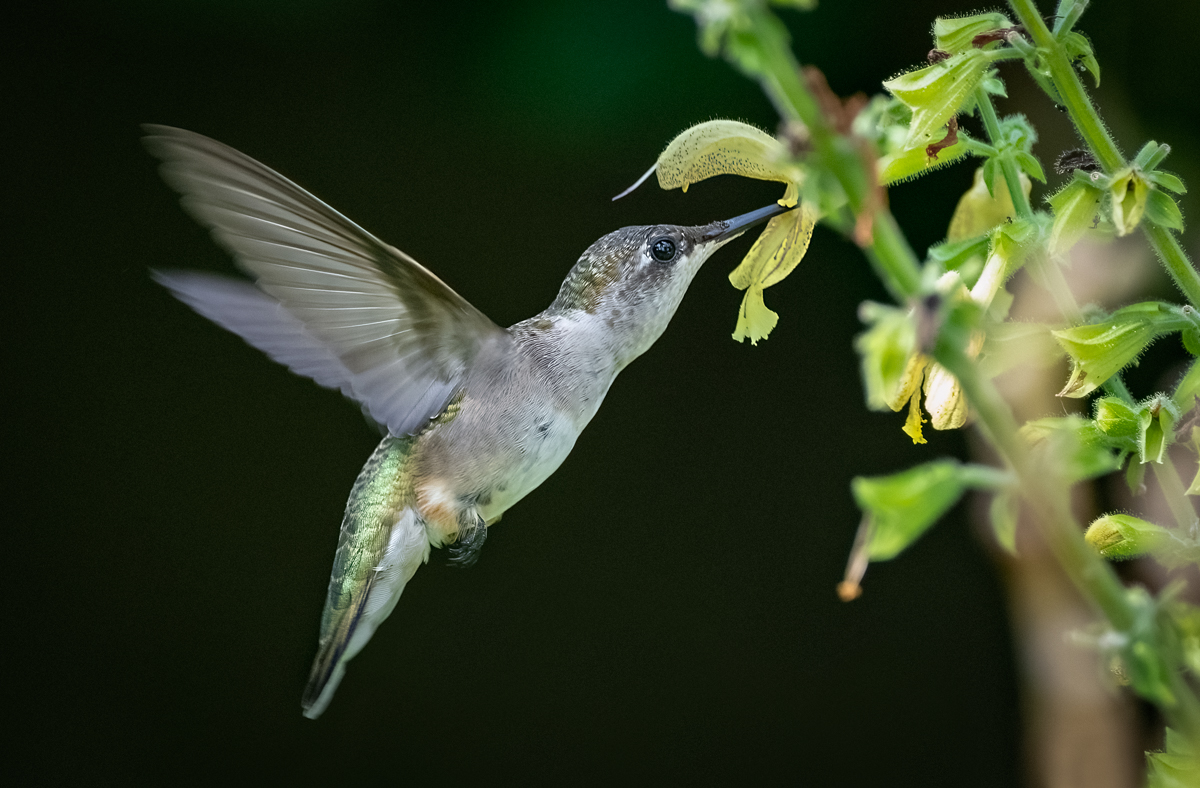 Flight of the Hummingbirds