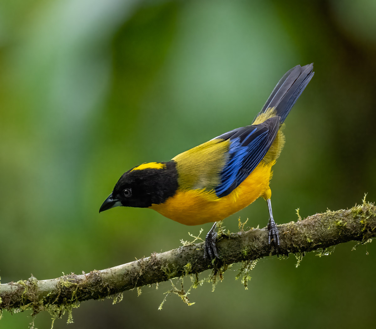 Bluewinged Mountain Tanager Wildlife Photography Bird Conservation