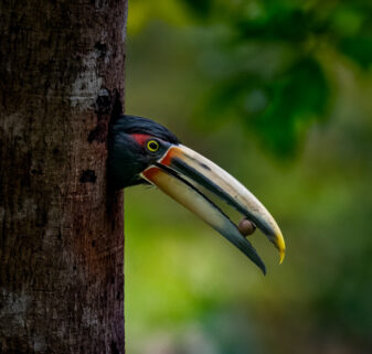 Collared Aracari