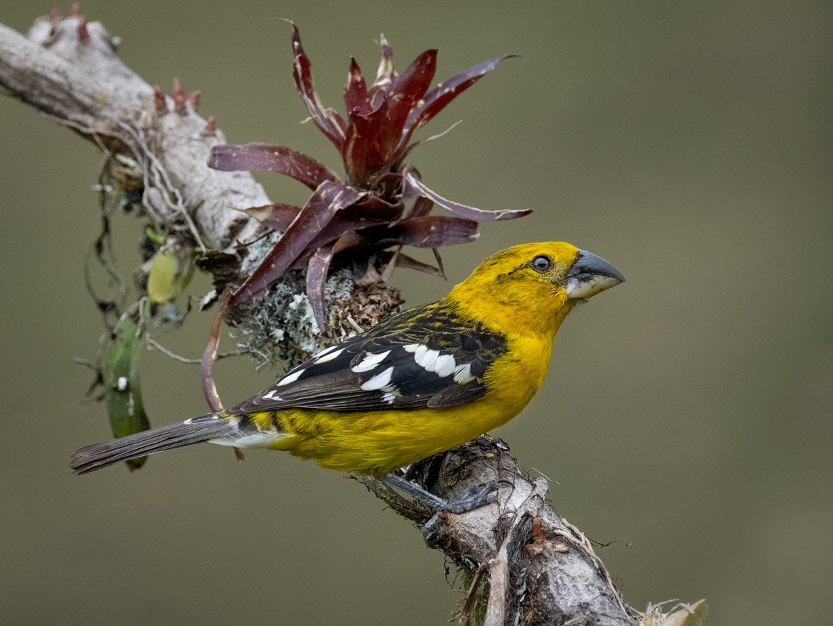 Golden Grosbeak - Owen Deutsch Photography