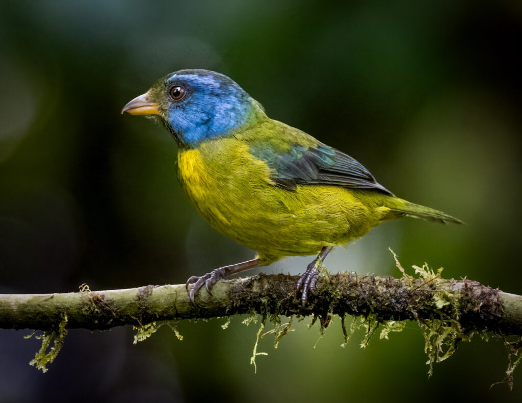 Moss-backed Tanager - Owen Deutsch Photography