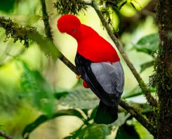 Andean Cock-of-the-rock