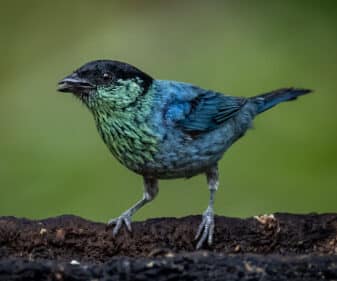 Black-capped Tanager