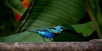 Blue-necked tanager