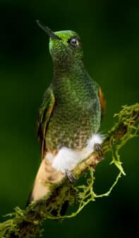 Buff-tailed Coronet