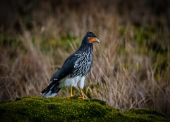 Carunculated Caracara