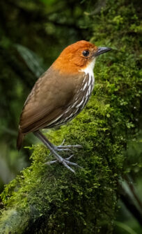 Chestnut-crowned Antpitta