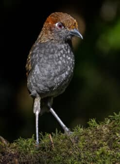 Chestnut-naped Antpitta