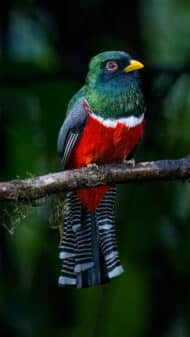 Collared Trogon